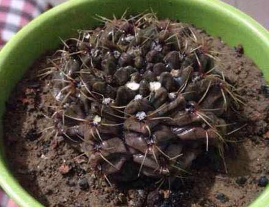 绯花玉不开花的原因：四个点帮您分析绯花玉不开花的原因