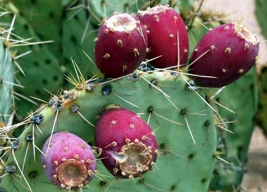 仙人掌为何长刺：仙人掌的叶子变成针状有助于减少蒸腾作用