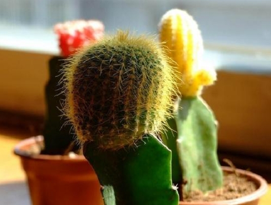 仙人掌为何长刺：仙人掌的叶子变成针状有助于减少蒸腾作用