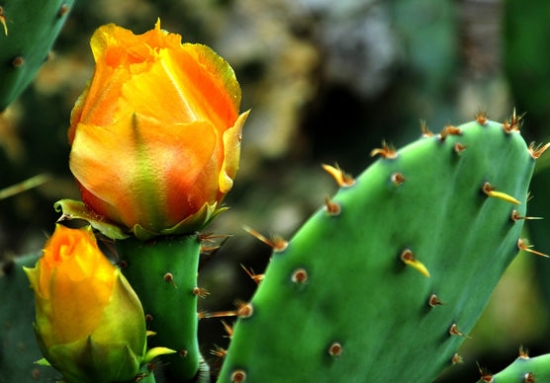 仙人掌的资料：生态习性、种类分类、用途价值及花语