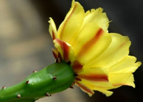 仙人掌的资料：生态习性、种类分类、用途价值及花语