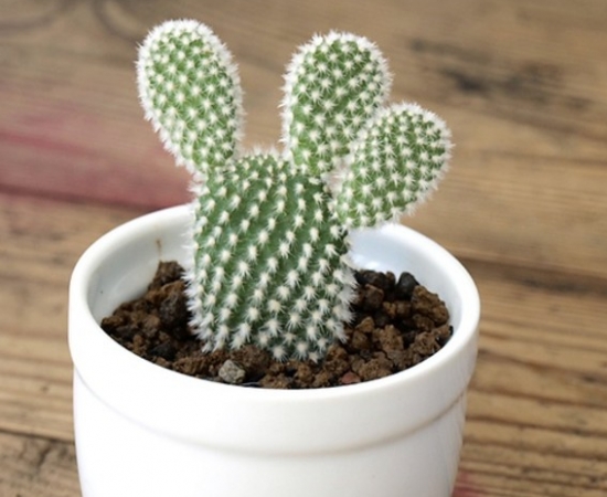 仙人掌的资料：生态习性、种类分类、用途价值及花语