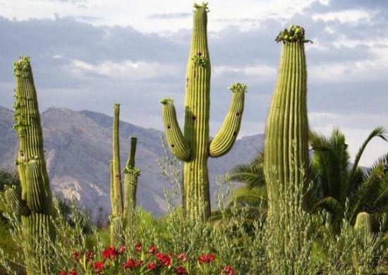 仙人掌的资料：生态习性、种类分类、用途价值及花语