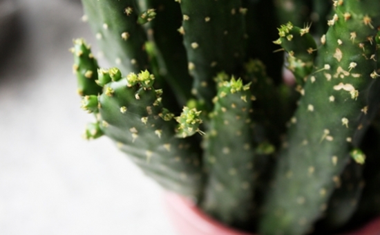 仙人掌的资料：生态习性、种类分类、用途价值及花语