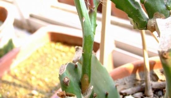 麒麟木嫁接仙人掌：嫁接技术讲解