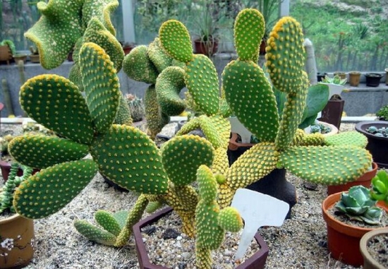 仙人掌的养殖办法：浇水过多容易烂根