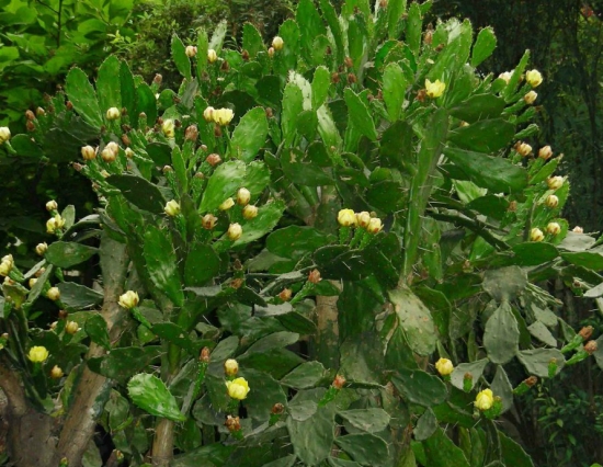 仙人掌的养殖办法：浇水过多容易烂根