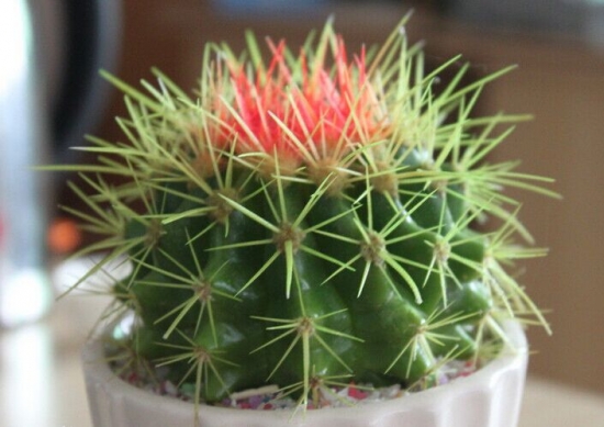 仙人球的养殖办法和留意事项：适宜酸性和弱酸性的土壤