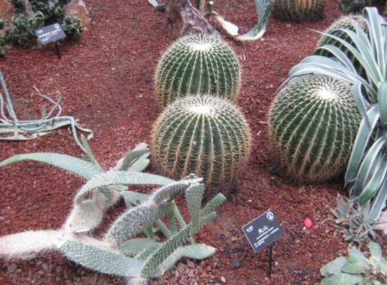 仙人球的养殖办法和留意事项：适宜酸性和弱酸性的土壤