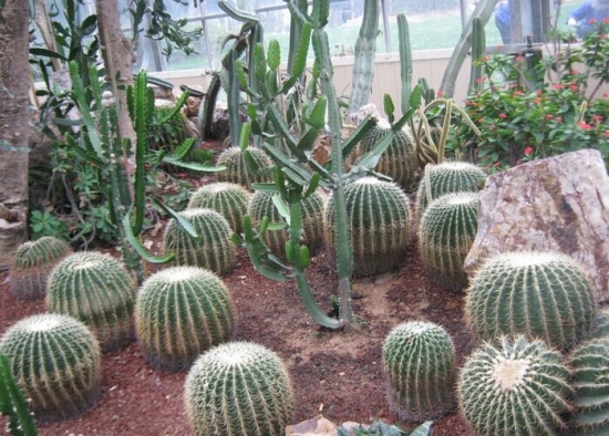 仙人球的养殖办法和留意事项：适宜酸性和弱酸性的土壤