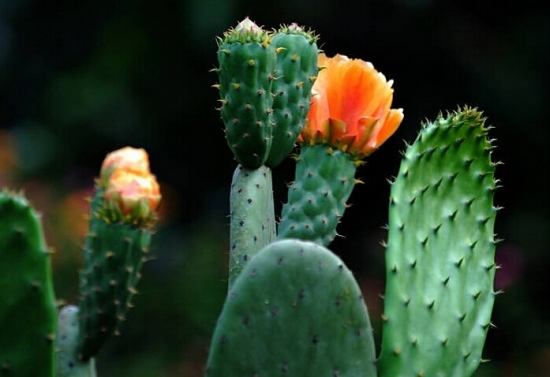 仙人掌图片大全附介绍：相册的图片免费下载