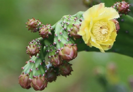 仙人掌图片大全附介绍：相册的图片免费下载