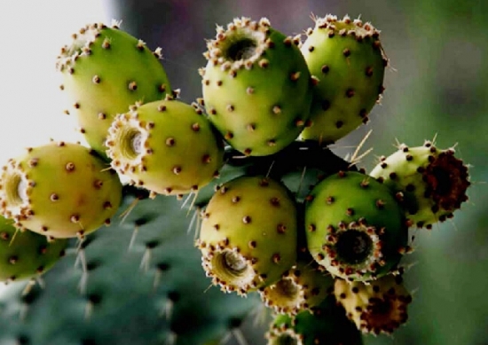 仙人掌图片大全附介绍：相册的图片免费下载