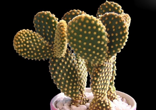 仙人掌图片大全附介绍：相册的图片免费下载