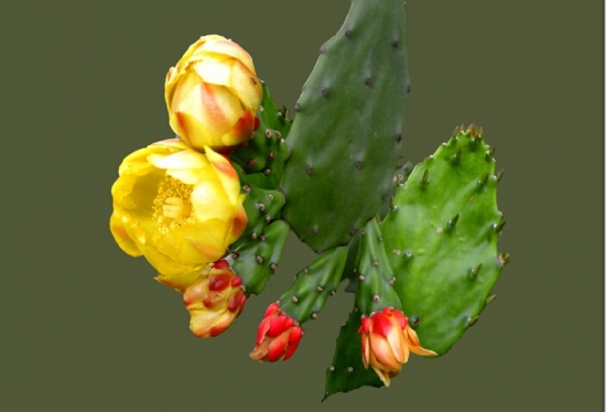 仙人掌图片大全附介绍：相册的图片免费下载