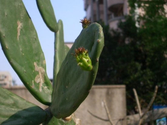 翡翠掌应如何栽培：无刺仙人掌