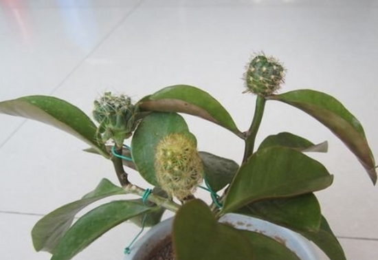 如何用叶仙人掌嫁接繁殖仙人掌类植物