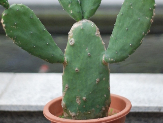 如何科学扦插仙人掌