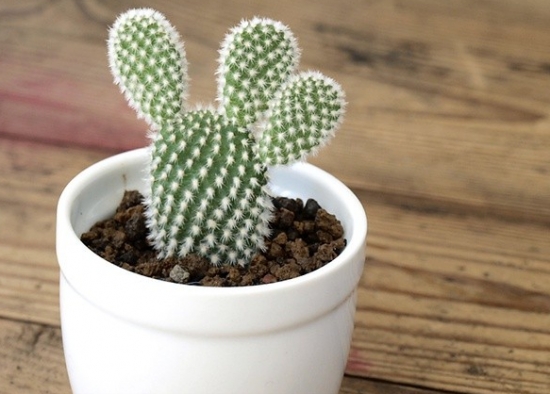 仙人掌应如何翻盆换土