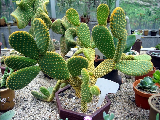 盆栽仙人掌应如何科学浇水