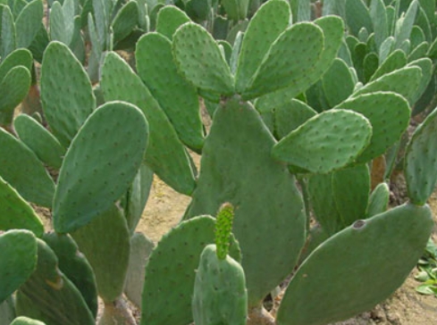 如何盆栽食用仙人掌“米邦塔”