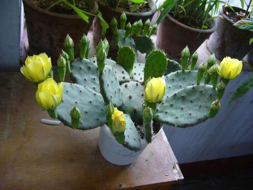 如何使仙人掌安全越冬