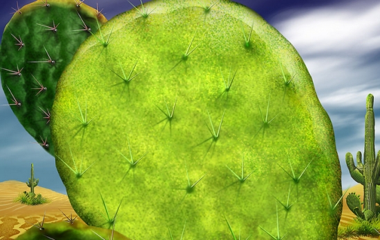 如何养护陆生种仙人掌类花卉