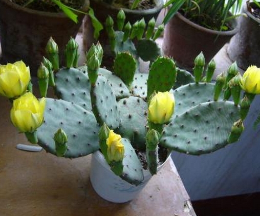 如何对仙人掌类和多肉植物实行合理施肥