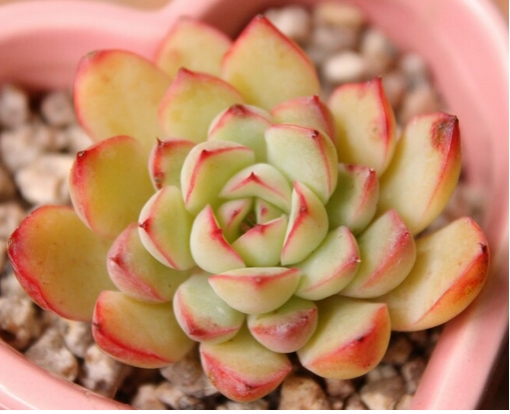 如何对仙人掌类和多肉植物实行合理施肥