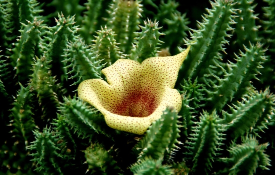 仙人掌类花卉如何繁殖