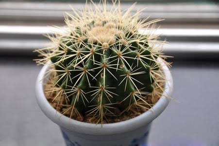 仙人掌类如何浇水