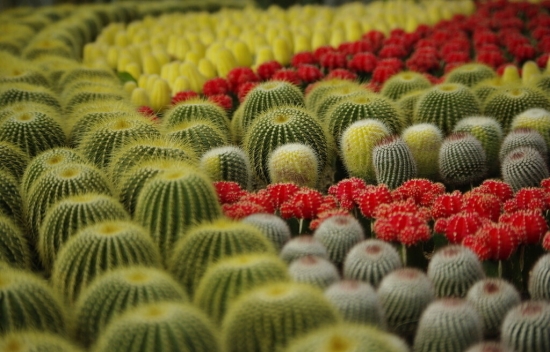 多肉植物 仙人掌类和多肉植物要不要施肥