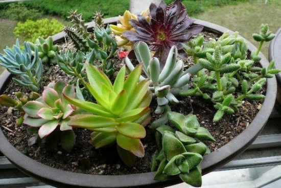 仙人掌类和多肉植物对浇水有何要求