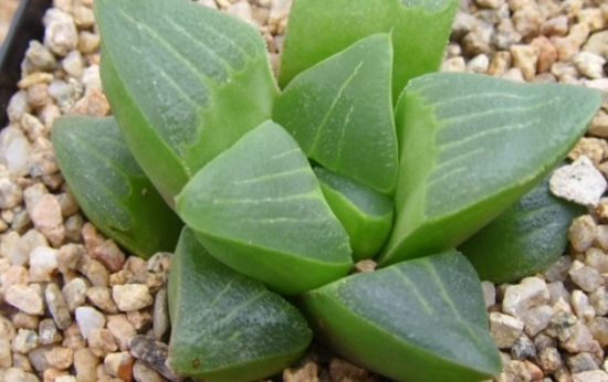 仙人掌类和多肉植物对光照的要求如何