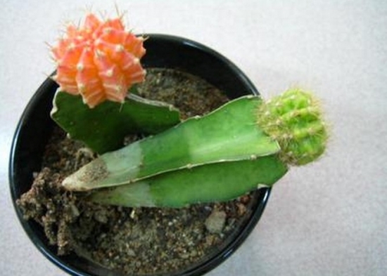 嫁接的仙人球 仙人掌类为何要嫁接