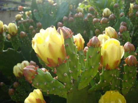 仙人掌开花：花期在6至10月