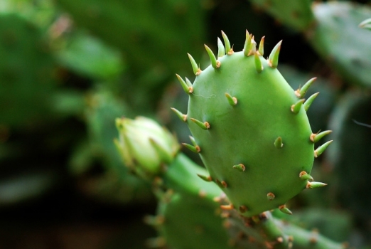 仙人掌如何养：耐旱力强,管理简单