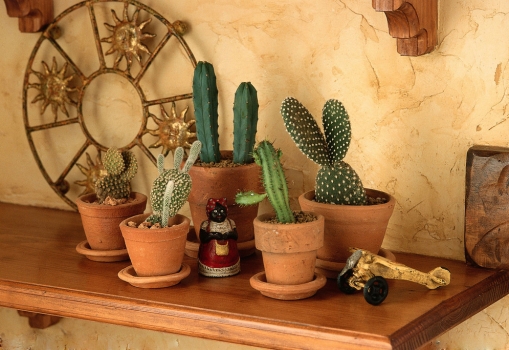 仙人掌如何养：耐旱力强,管理简单