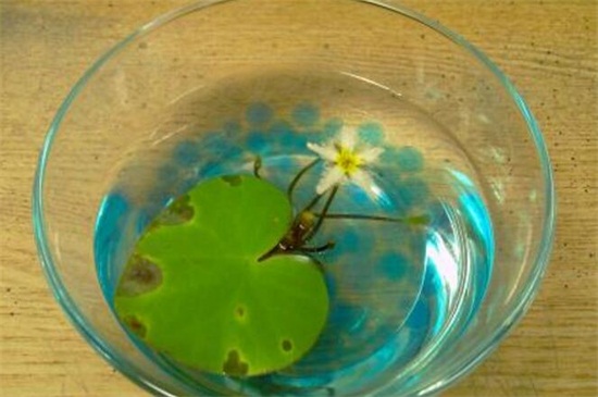 一叶莲水培如何养