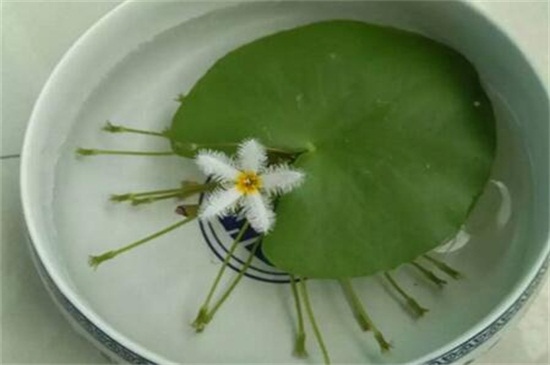 一叶莲水培如何养