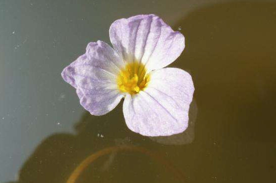水车前草有什么功效