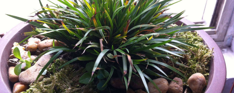 金钱菖蒲种类鉴别/及侍养办法