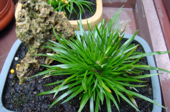 金钱菖蒲种类鉴别/及侍养办法