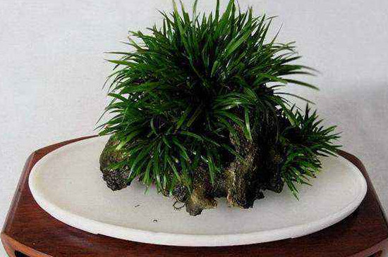 金钱菖蒲种类鉴别/及侍养办法