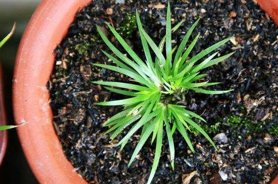 金钱菖蒲种类鉴别/及侍养办法