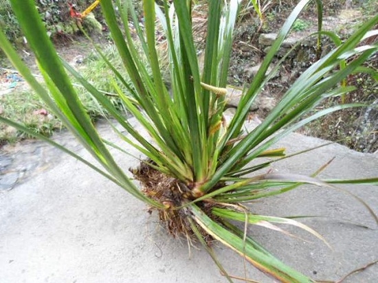 水菖蒲的价格：花苗单价在0.8-1元/棵,药材价格在11-13元/公斤