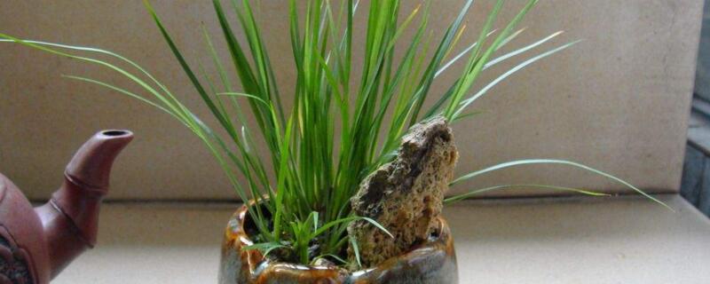 花菖蒲养殖办法及留意事项