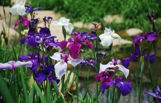 花菖蒲的栽培办法 花菖蒲的栽培办法:可种植在水中,也可以种植高出水面的旱土里面