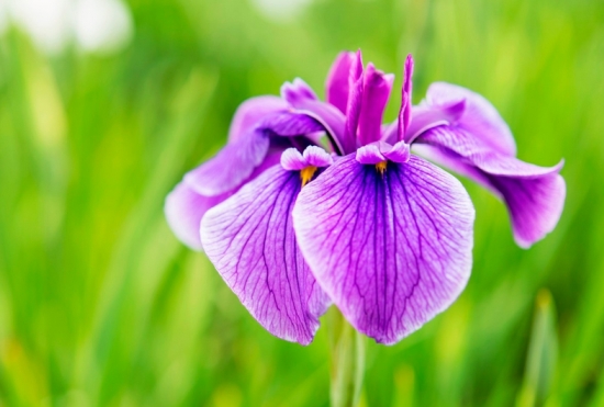 花菖蒲的栽培办法 花菖蒲的栽培办法:可种植在水中,也可以种植高出水面的旱土里面