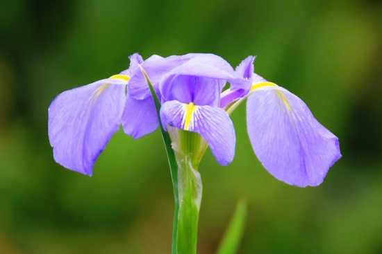 花菖蒲的栽培办法 花菖蒲的栽培办法:可种植在水中,也可以种植高出水面的旱土里面